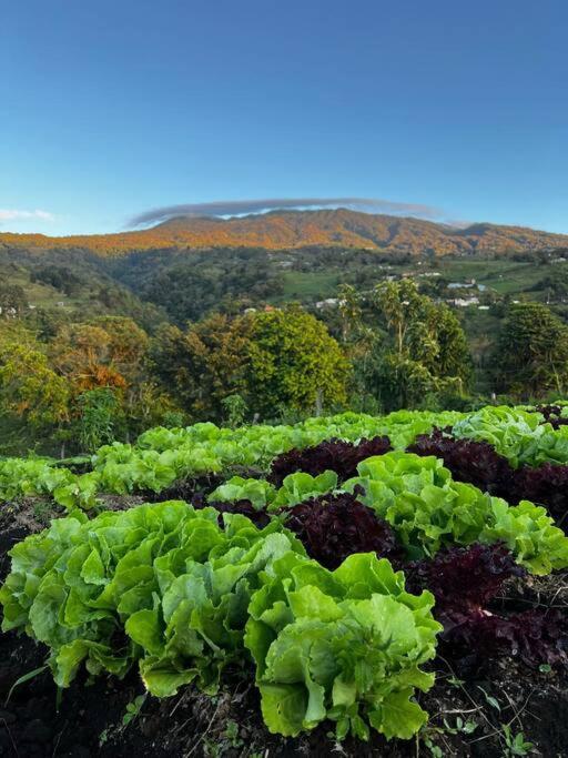 B&N Farm Stay Casita Turrialba Exterior photo